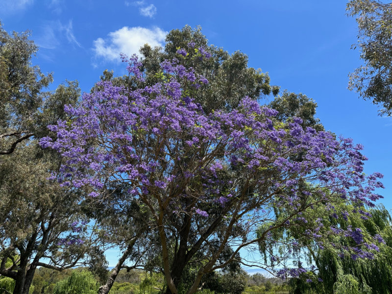 Yanchep NP