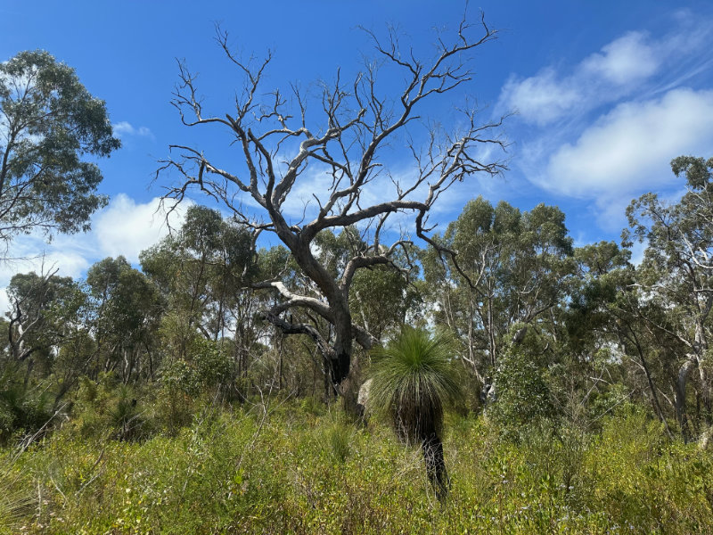 Yanchep NP