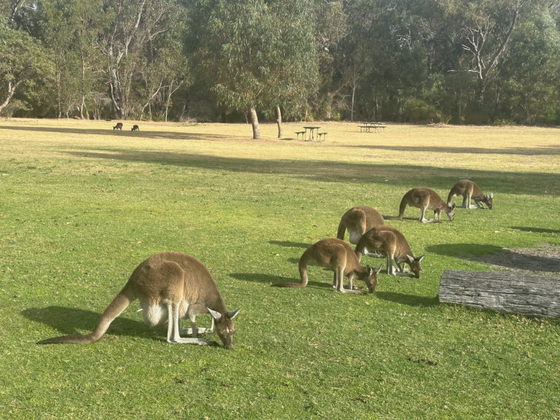 Yanchep NP