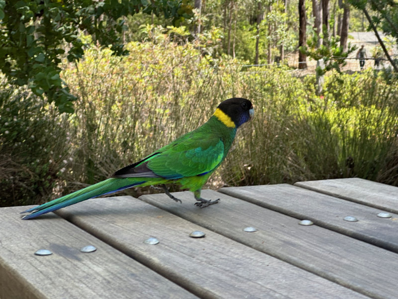 Ringneck Parrot