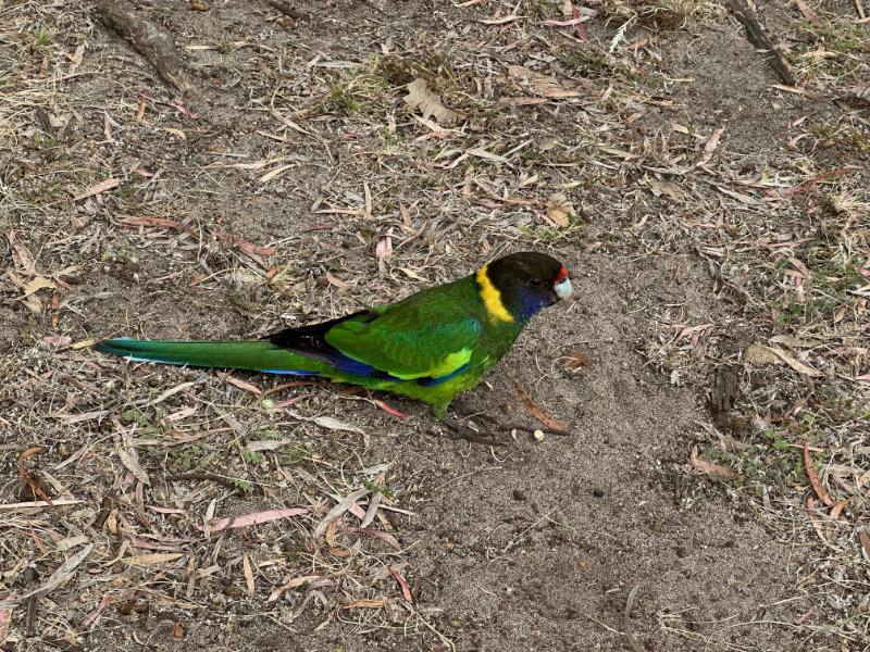 Australian Ringneck Parrot