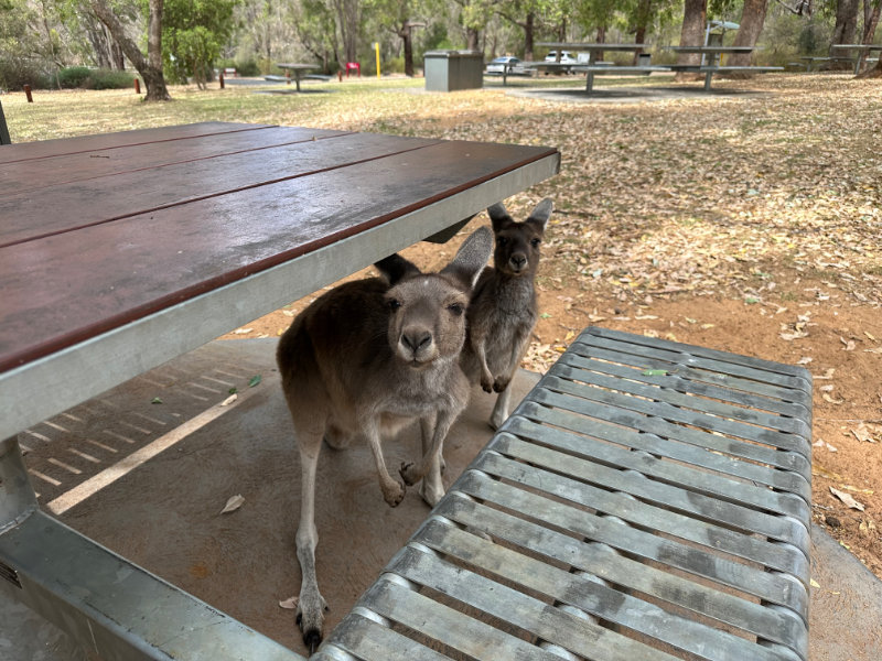 Serpentine NP